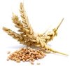Olio di germe di grano (200 ml)