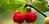 Acerola E.S. tit. 25% vitamina C (100g)