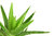 Aloe vera polvere liofilizzata (20 g)