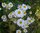 Camomilla matricaria fiori (50 g)